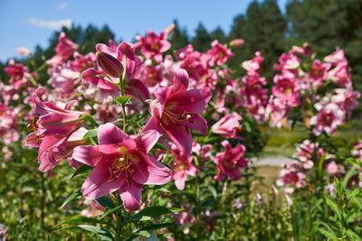Liljer - Guide til planting og pasning af liljer