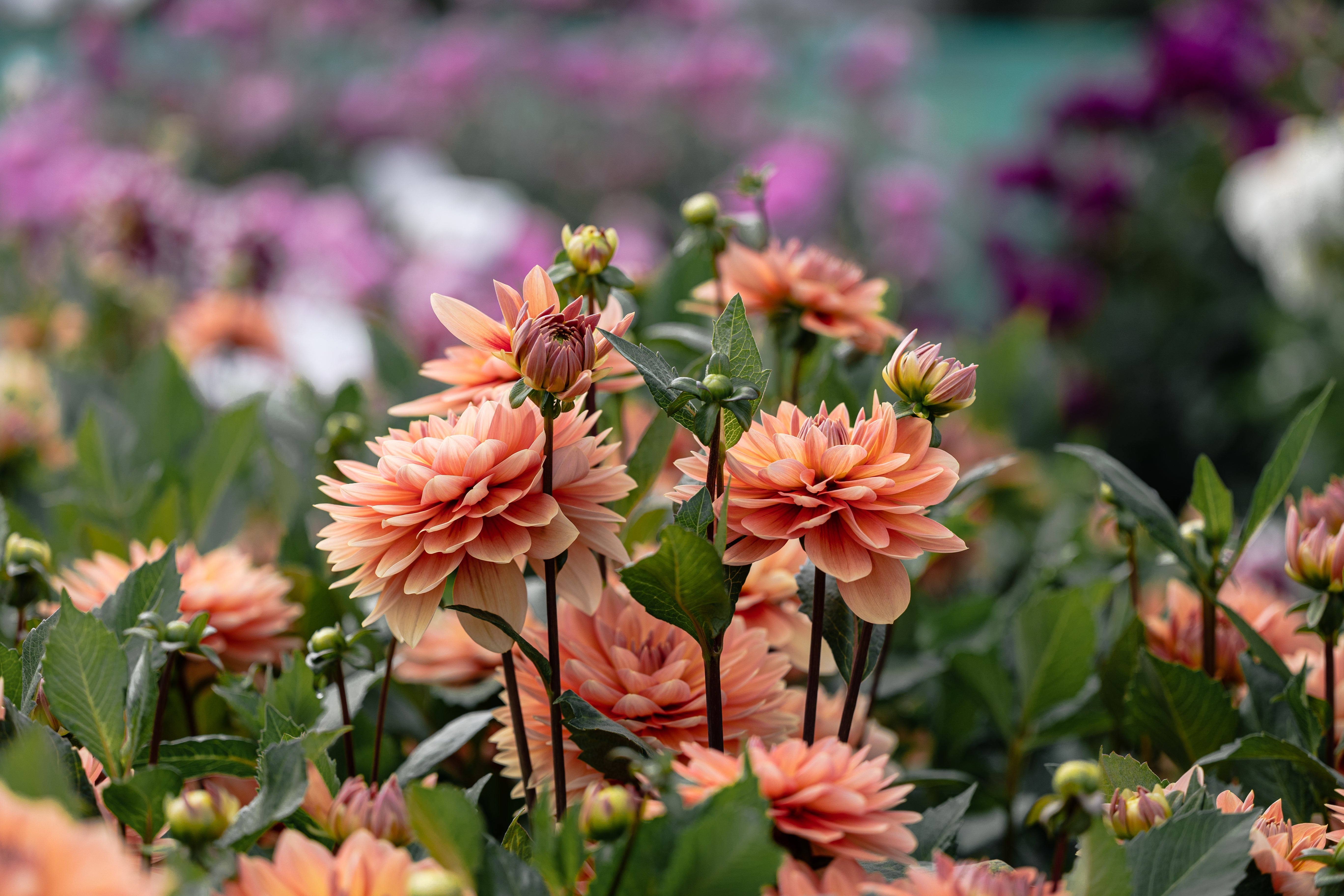 Dahlia 'Double Shine' – Blomsterverden