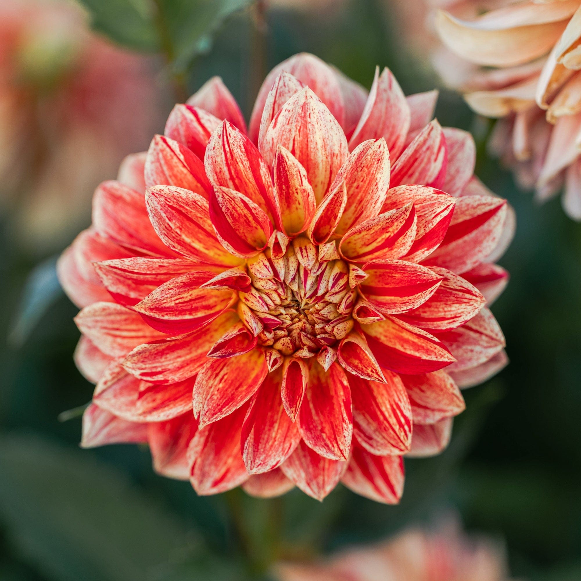 Dahlia 'Jowey Brochant' – Blomsterverden