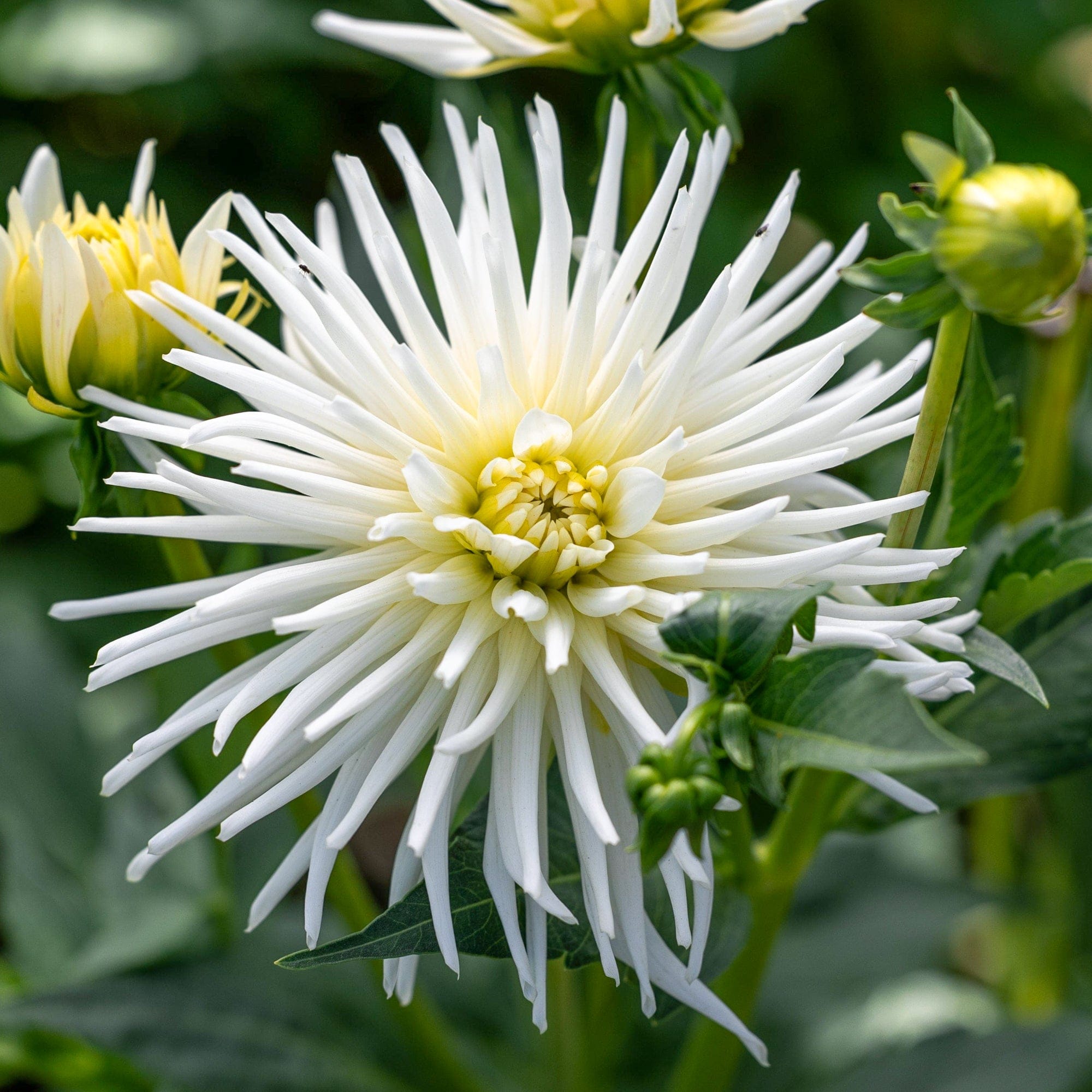 Dahlia ‘Playa Blanca’ – Blomsterverden