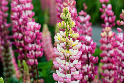 Lupin 'The Chatelaine' (pink)