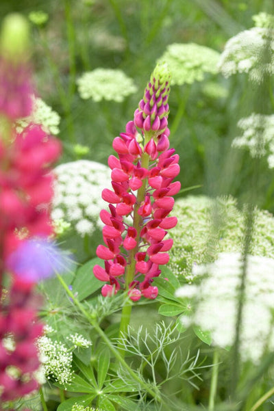 Lupin 'The Pages' (pink)