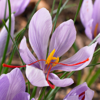 Safrankrokus 'Crocus sativus'