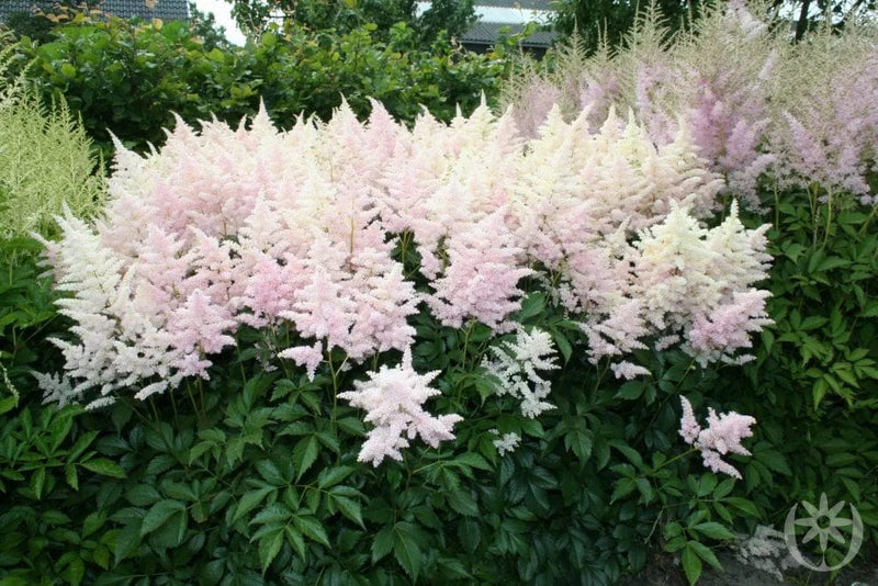 Astilbe japonica &