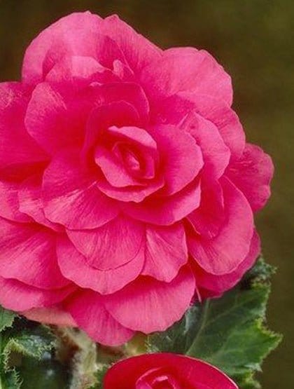 Begonia, dobb. rosa - Blomsterverden