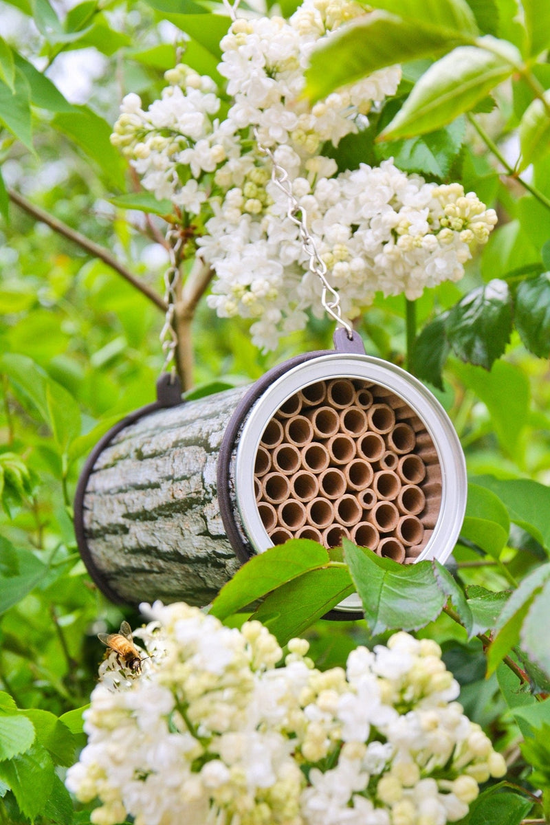 Birede - 'The Bee Nester' - Blomsterverden