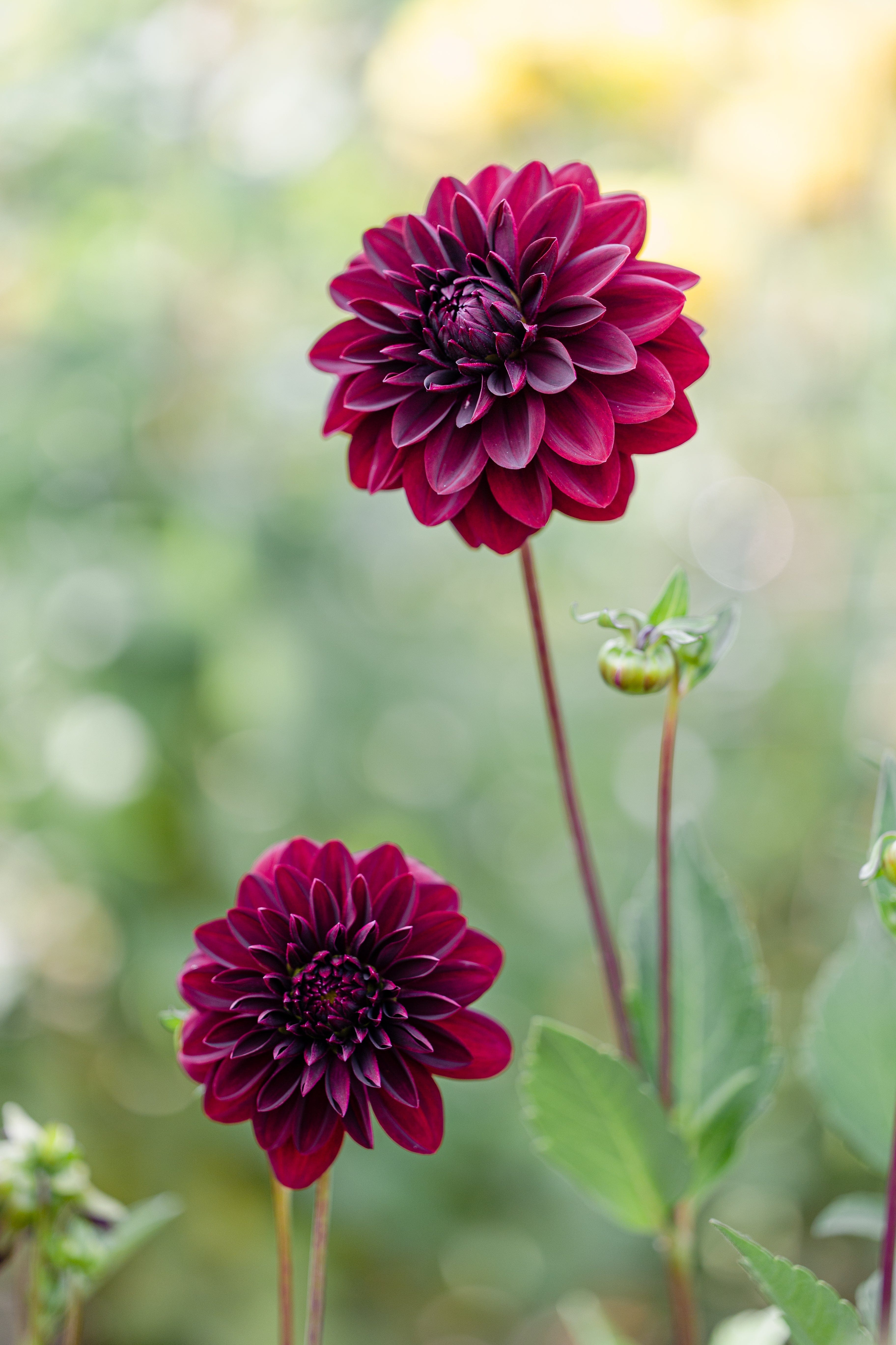 Dahlia 'Arabian Night' – Blomsterverden