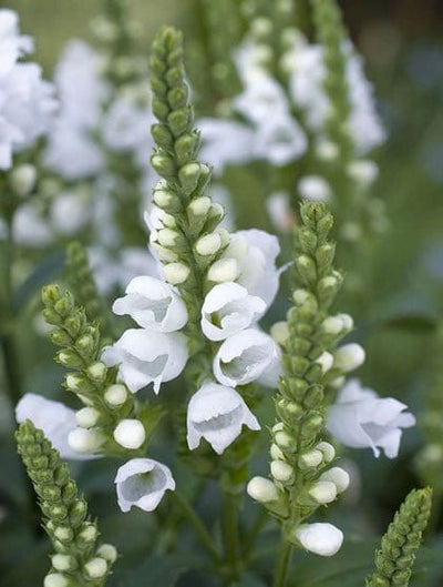 Drejeblomst, hvid - Frø - Blomsterverden