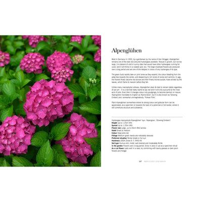 Hortensiaer - 'Hydrangeas' - Blomsterverden