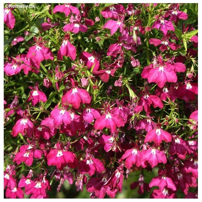 Lobelia "Red Cascade" - Blomsterverden