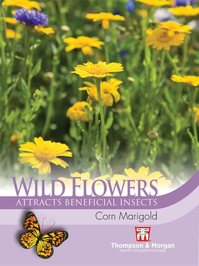 Okseøje "Corn Marigold" - Blomsterverden