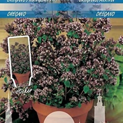 Oregano - Blomsterverden