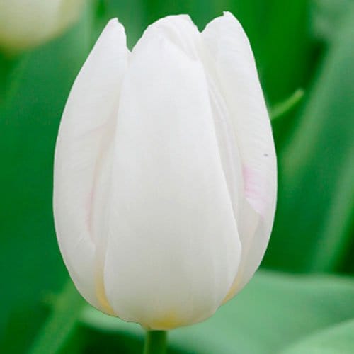 White Prince - Blomsterverden