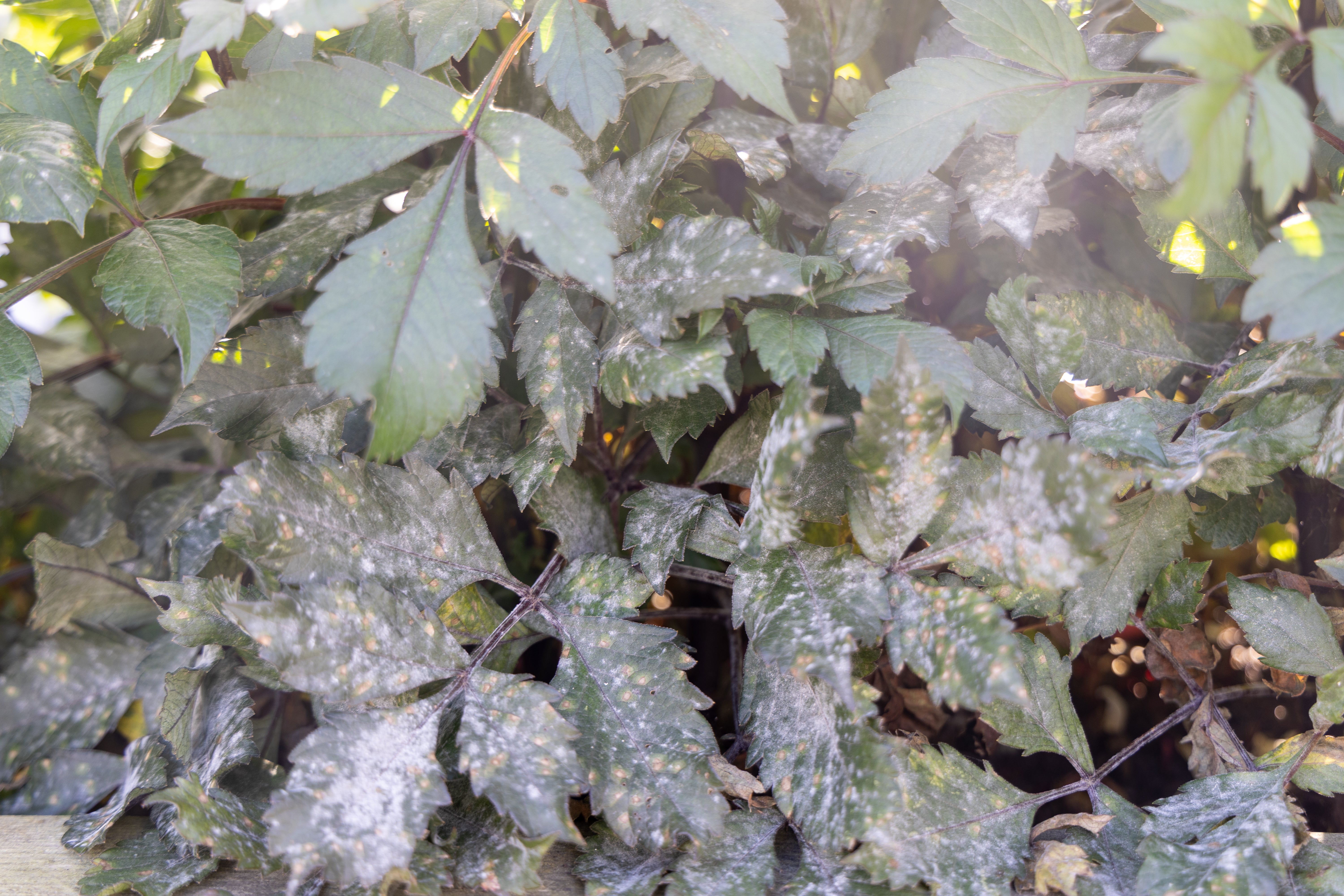 Meldug på dahlia: Derfor opstår det, og sådan stopper du det