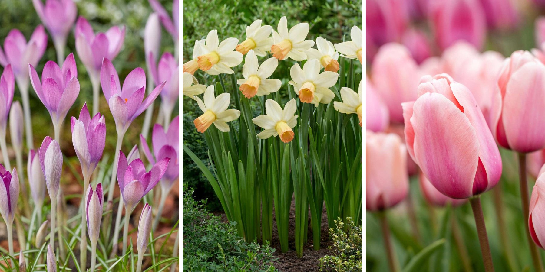 10 løglasagner til krukken: tre lag, der blomstrer på skift