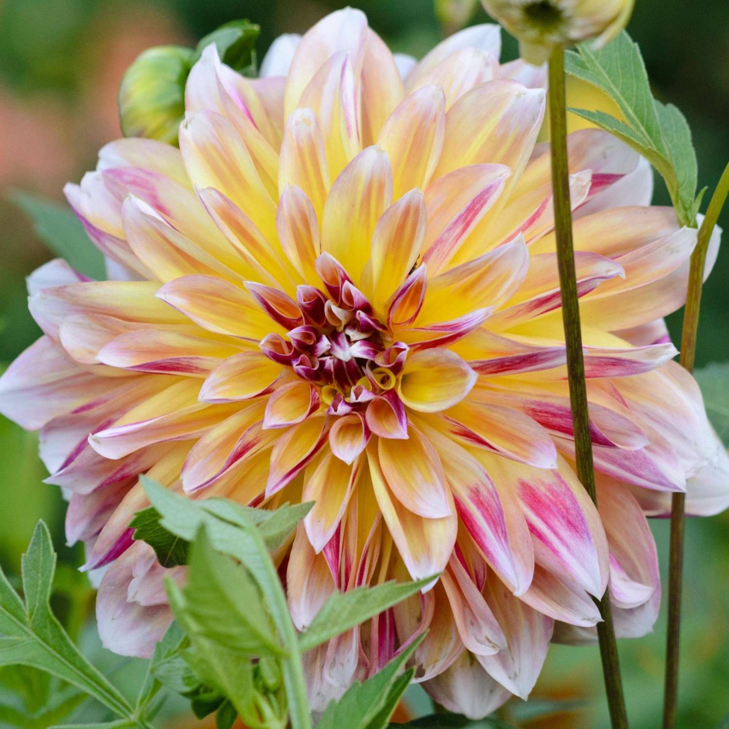 Dahlia 'Caribbean Fantasy', en af sorterne der egner sig til krukker
