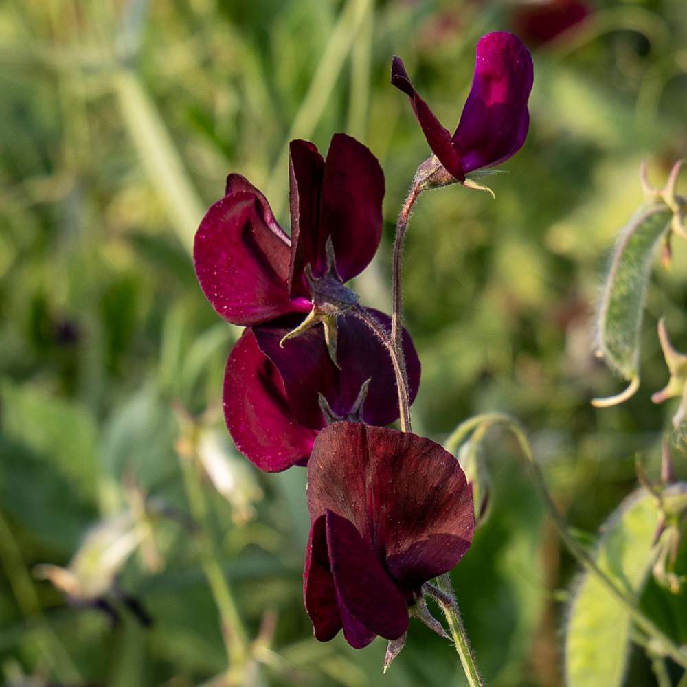 Ærteblomst 'Elegance Burgundy' med dybt bordeauxfarvede blomster