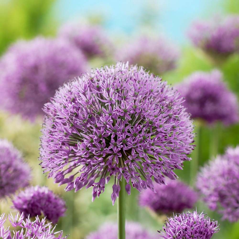 Allium 'Aflatunense' med store violetlilla kugleformede blomsterstande