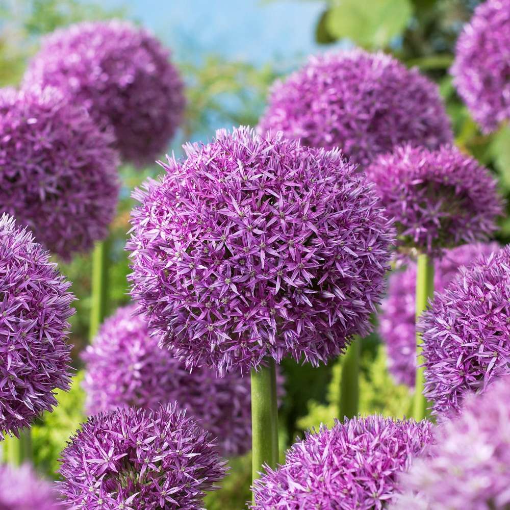 Allium 'Globemaster' med kæmpe lilla blomsterkugle – prydløg til at plante mellem stauder