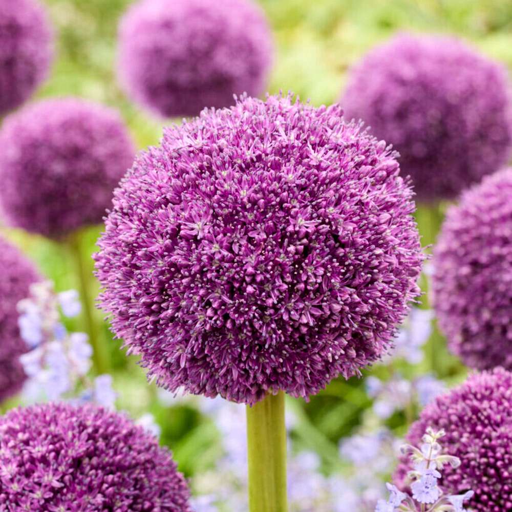 Allium 'Ambassador' med stor violet kugle
