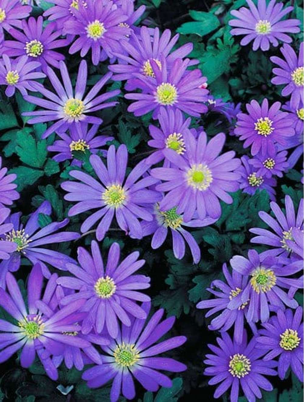 Anemone 'Blue Shades' med blå kronblade og gul midte – en af de knolde der plantes i efteråret sammen med stauderne