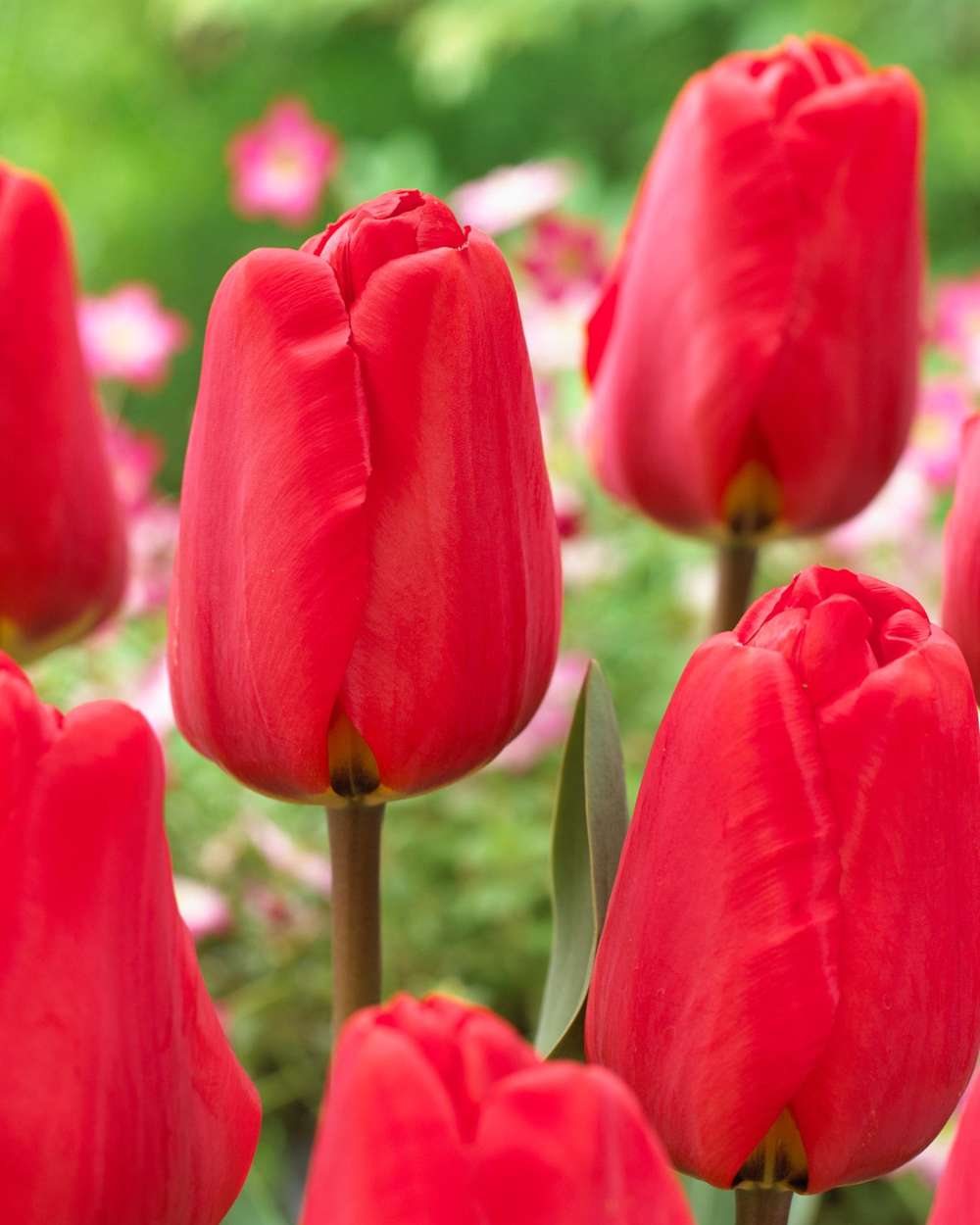 Klassisk rød Darwin-hybrid Tulipan 'Apeldoorn' i fuldt flor