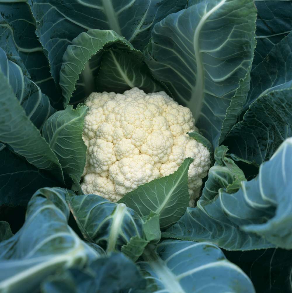 Blomkål 'Flora Blanca' økologiske frø fra Blomsterverden