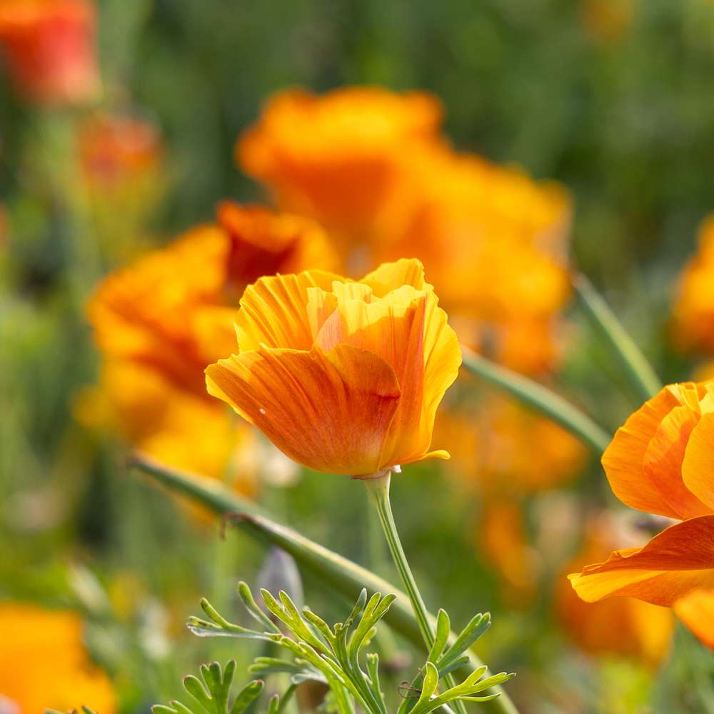 Californisk guldvalmue 'Lady Marmalade' med fyldte blomster i mandarin og abrikos