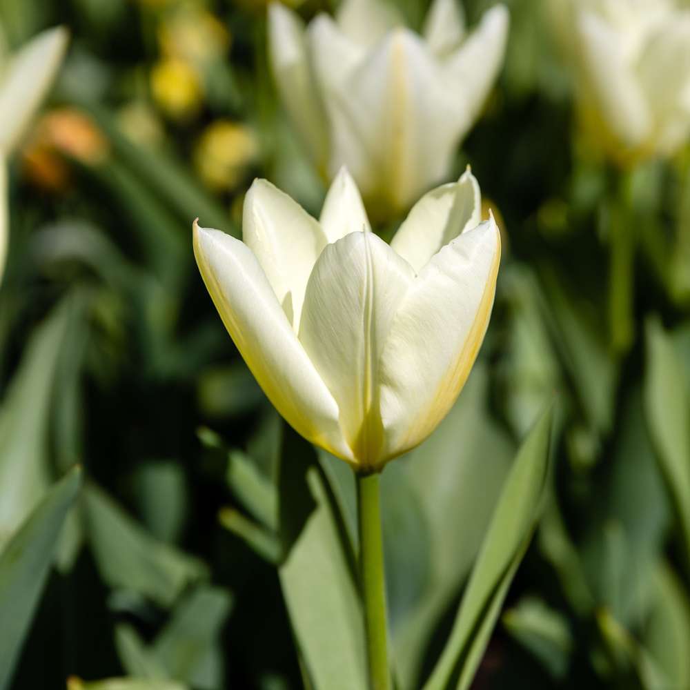 Lys Tulipan 'Concerto'