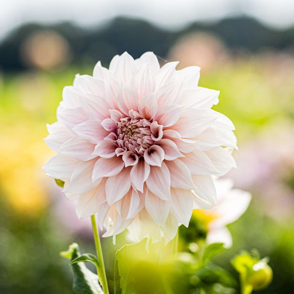 Dahlia 'Café au Lait' med cremefarvede blomster