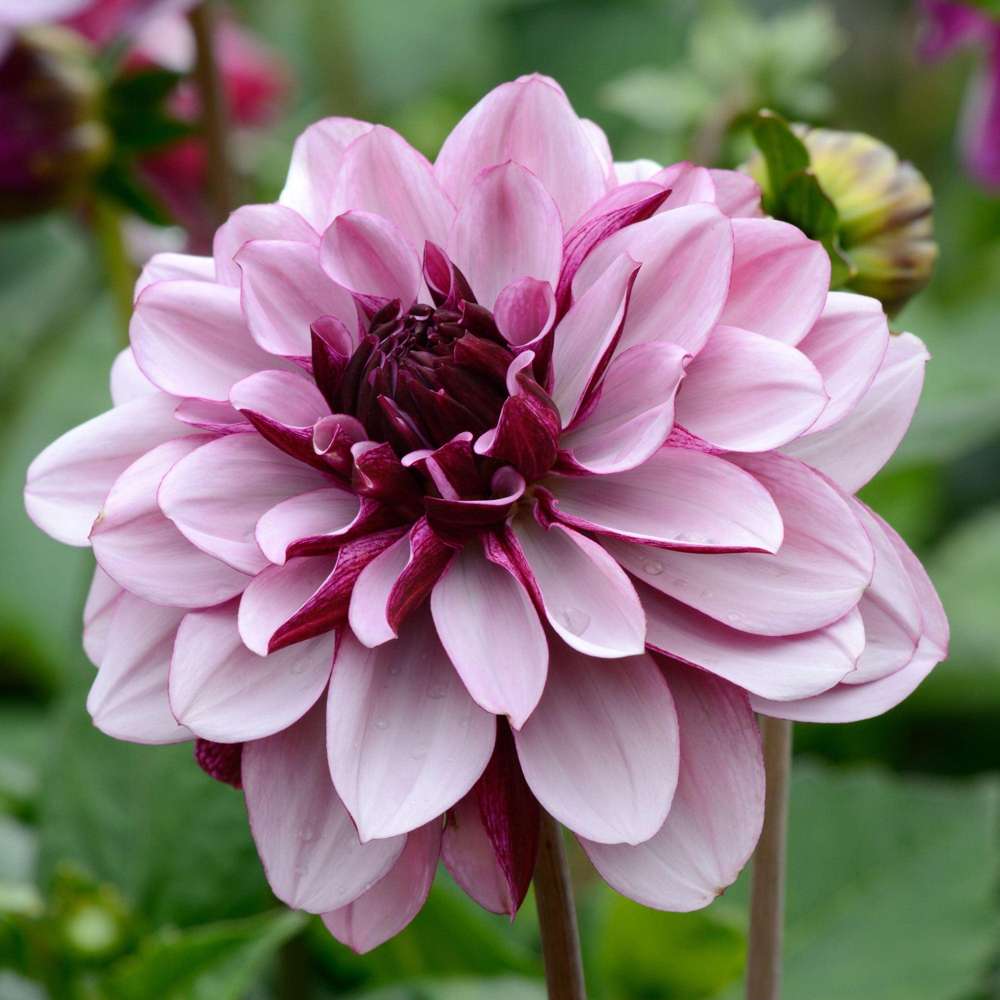 Dahlia 'Creme de Cassis' med rosa og vinrøde kronblade
