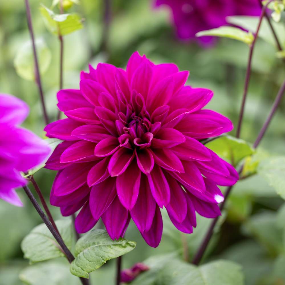 Dahlia 'Thomas A. Edison' med dybt violette blomster