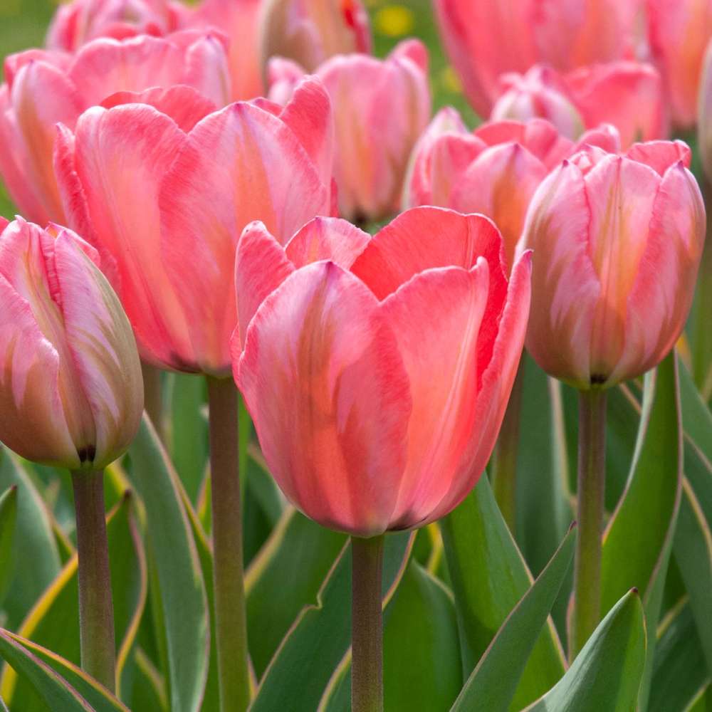 Tulipan 'Design Impression' – en flerårig darwinhybrid der blomstrer igen år efter år