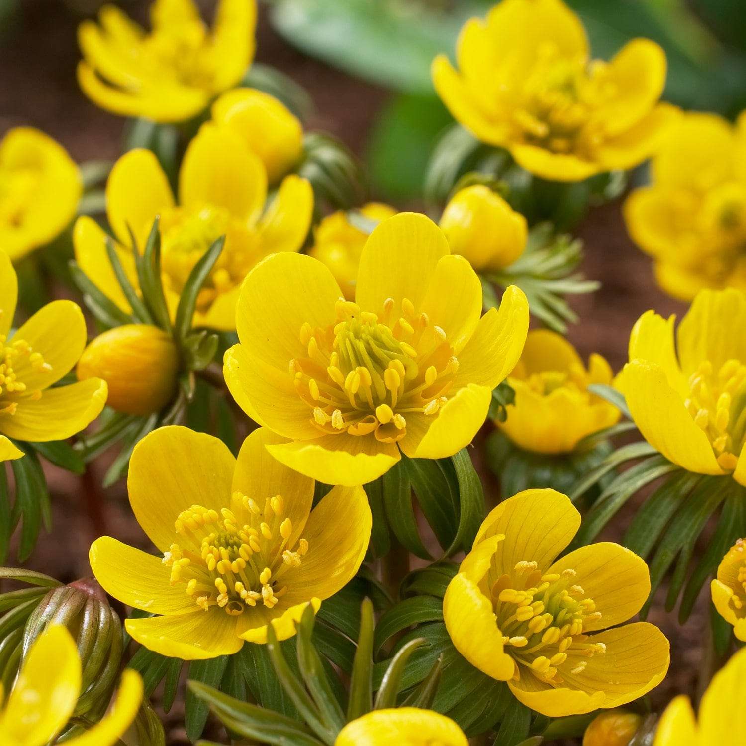 Erantis Cilicica med strålende gule skålformede blomster