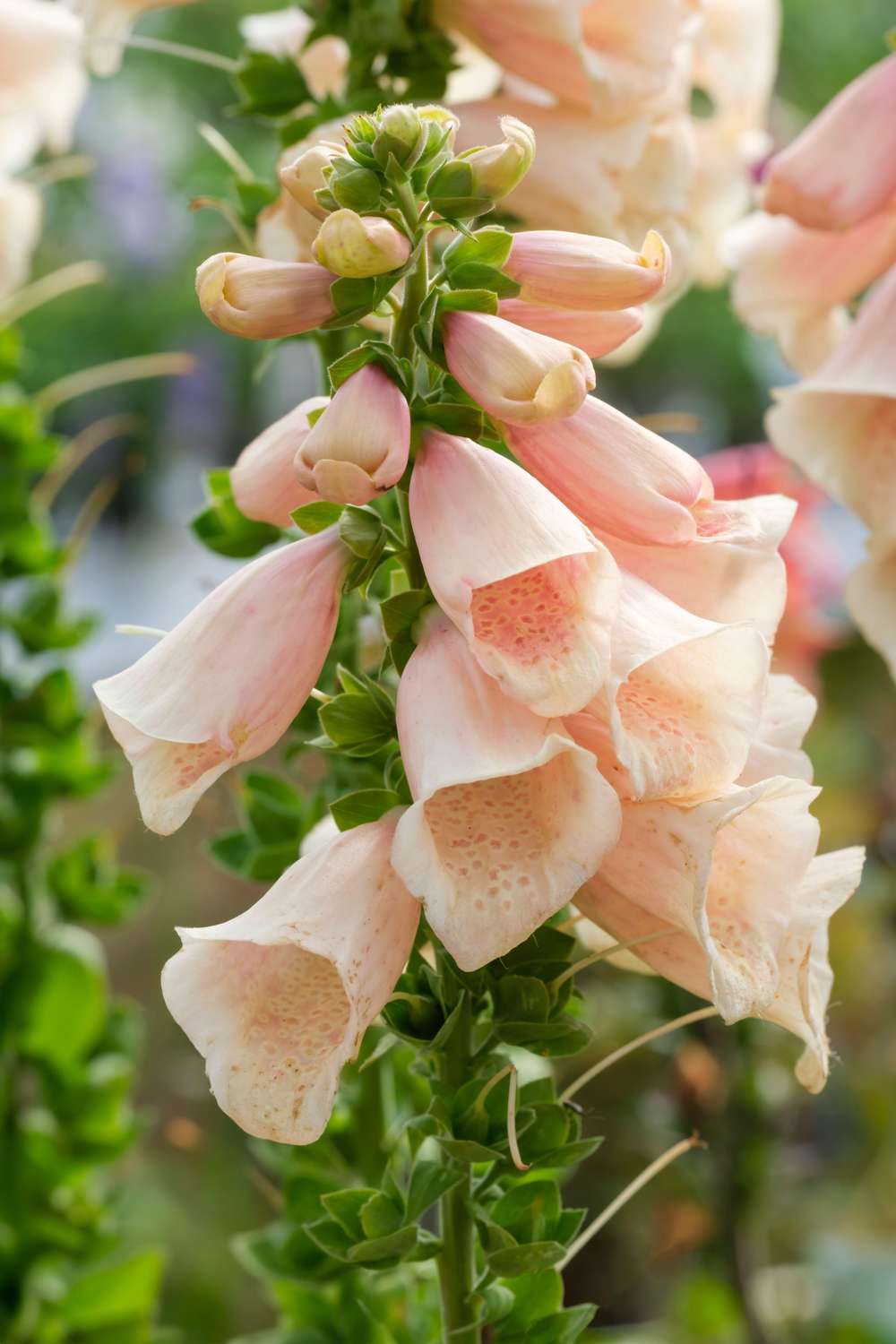 Fingerbøl 'Dalmatian Peach' frø - Blomsterverden