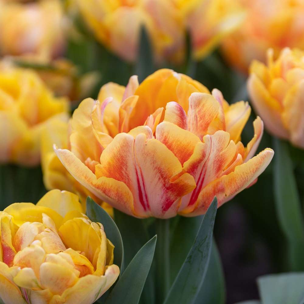 Tulipan 'Foxy Foxtrot' i varme farver