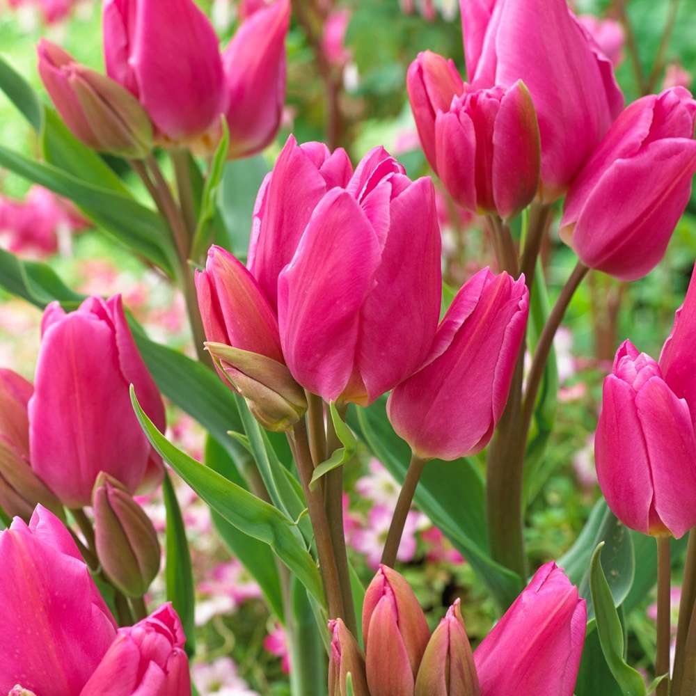 Lyserød Tulipan 'Happy Family'