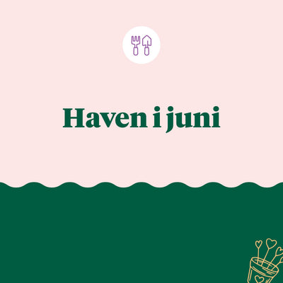 Haven i juni - Det kan du i haven i juni