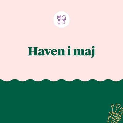 Haven i maj - det kan du i haven i maj