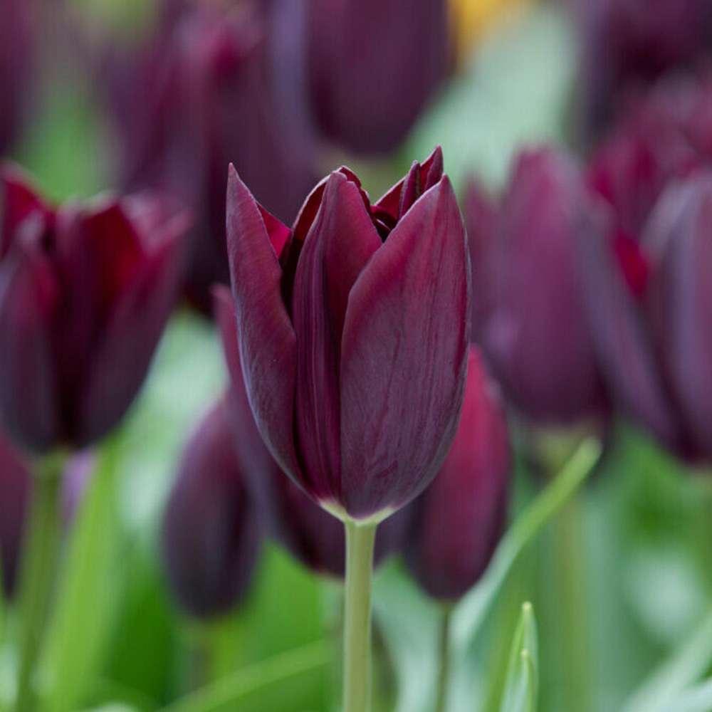 Mørkrød Tulipan 'Havran'