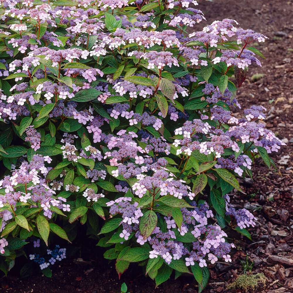 Hortensia 'Bluebird' med flade blomsterstande i blå og lysviolet