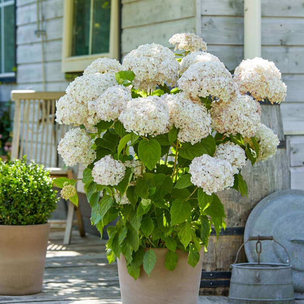 Hortensia 'Candybelle Stand-up White' med store runde hvide blomsterstande