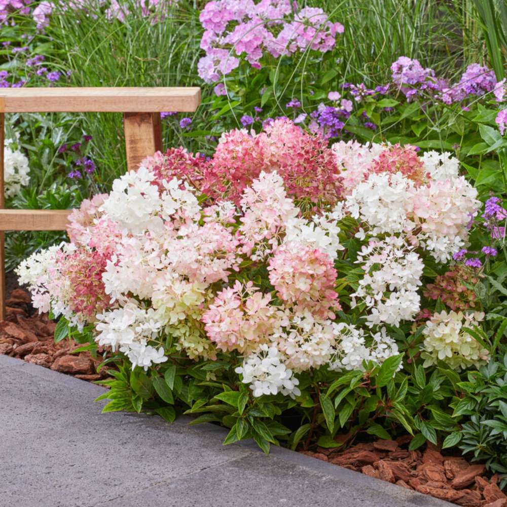 Hortensia 'Groundbreaker® Blush' med cremehvide blomsterstande med rosa skær