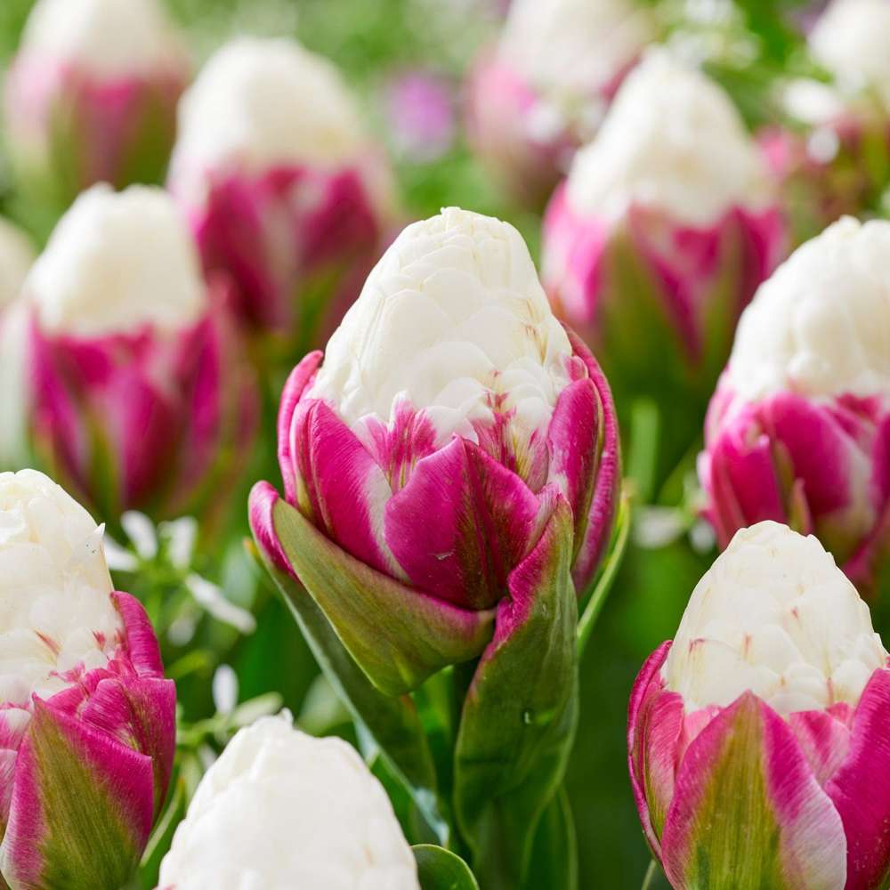 Tulipan 'Ice Cream' med fyldte hvide og lyserøde blomster
