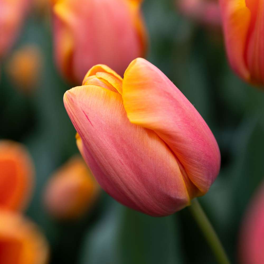 Tulipan 'Jimmy' i varm gul