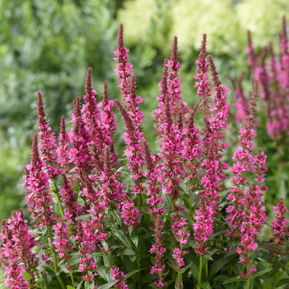 Kattehale 'Robert' med opretstående lyserøde blomsteraks