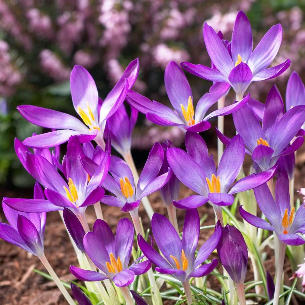 Krokus 'Whitewell Purple' med violette blomster – oplagt til den forvildede græsplæne