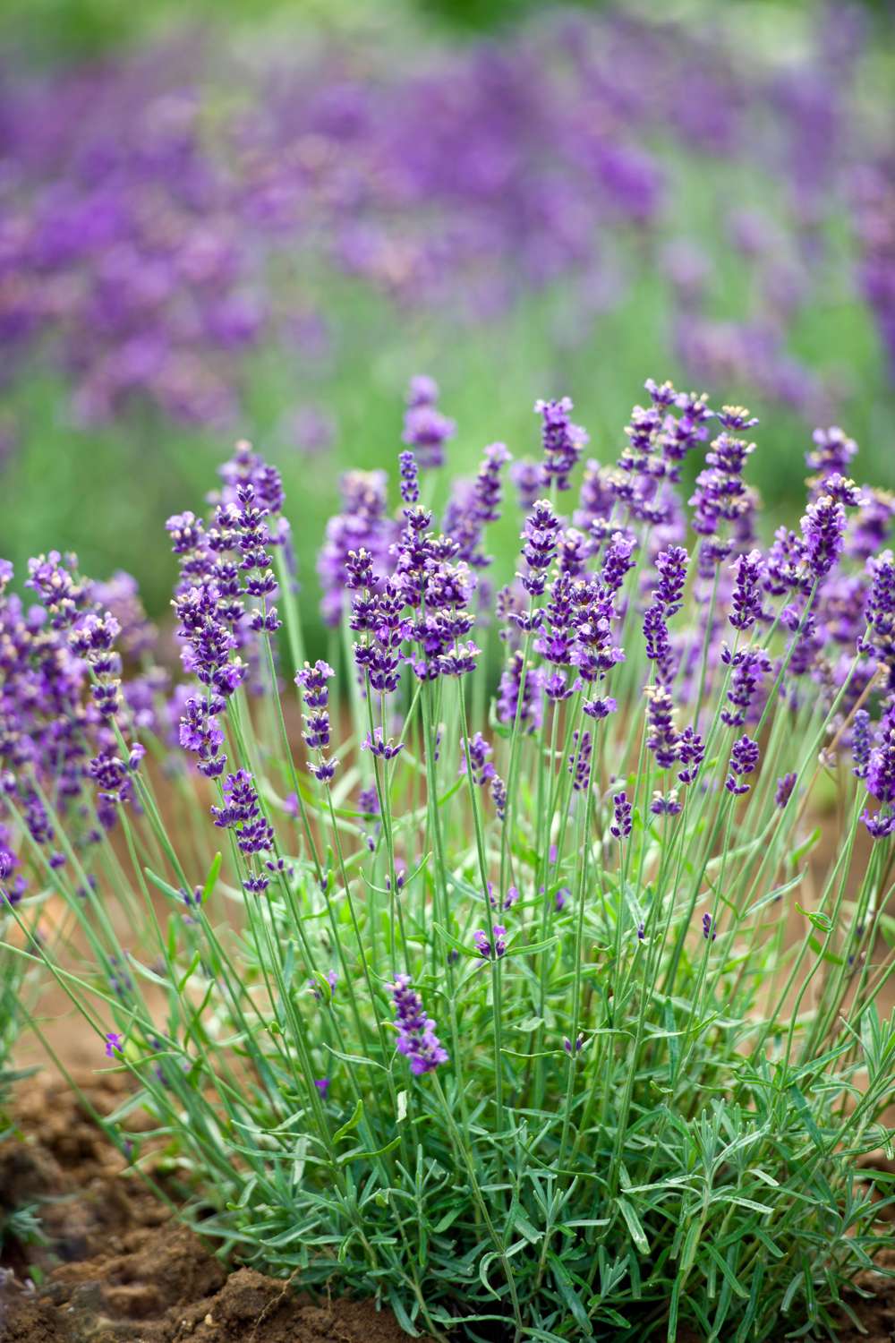 Lavendel — hårdfør staude der kan sås fra frø