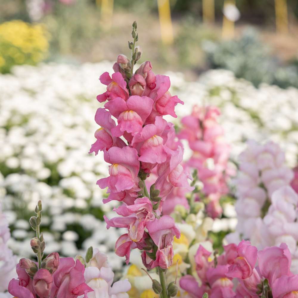 Løvemund Madame Butterfly Pink - lyserøde blomsterspir