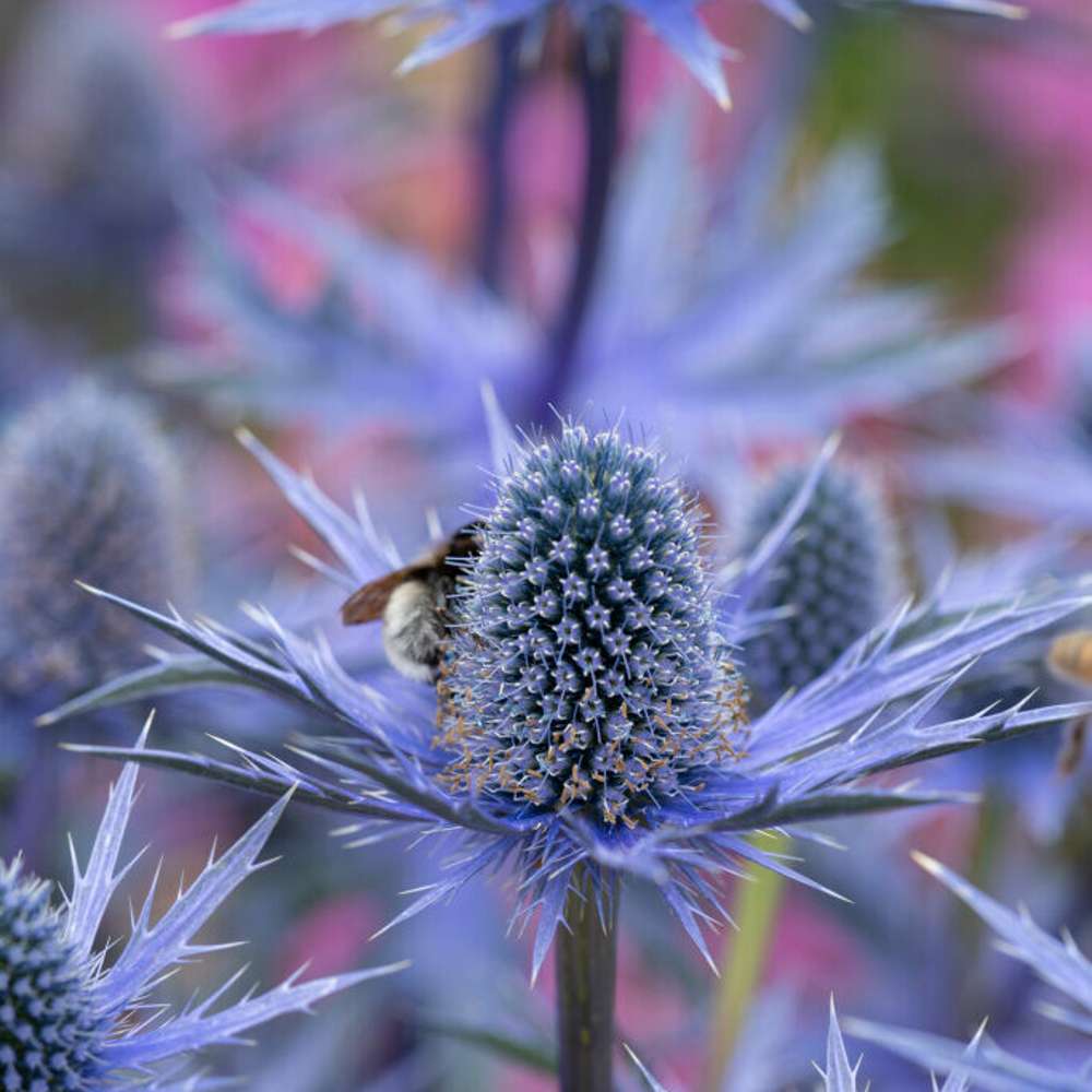 Mandstro med stålblå piggede blomsterhoveder over sølvgråt løv